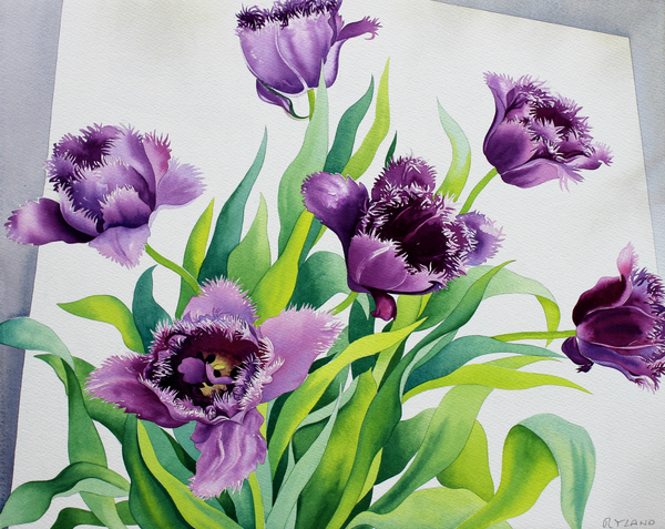 Purple Fringe Tulips from Christopher  Ryland