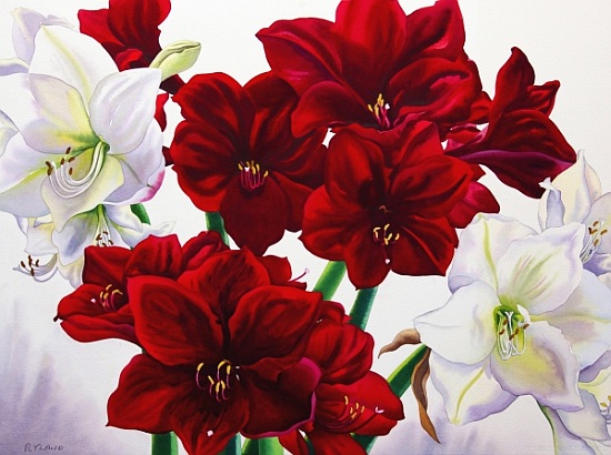 Red and White Amaryllis from Christopher  Ryland