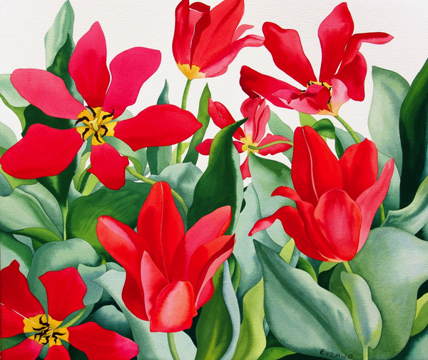 Shakespeare Tulips from Christopher  Ryland
