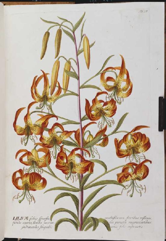 Lilie (Lilium) from Christoph Jakob Trew