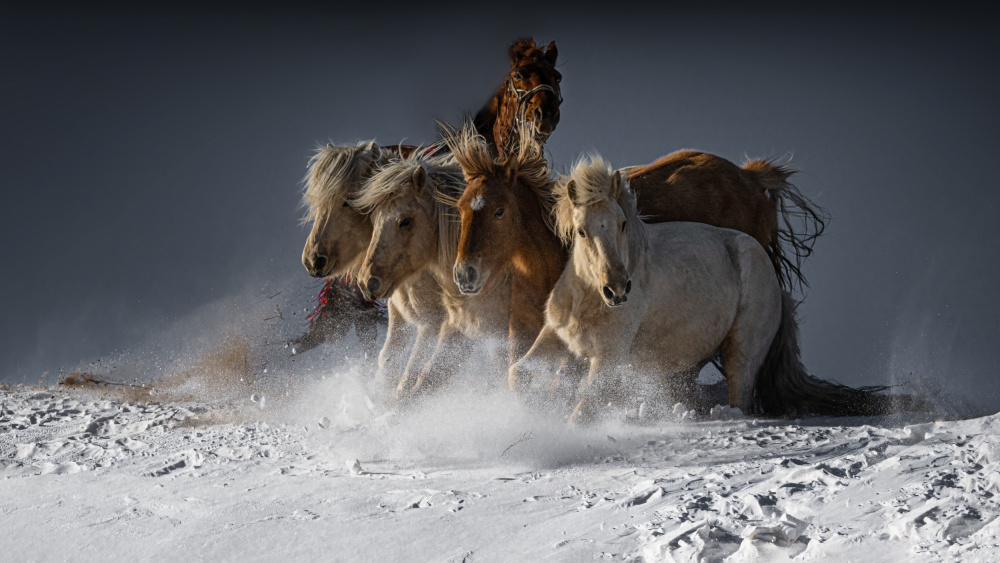 Five Horses from Chuanxu Ren