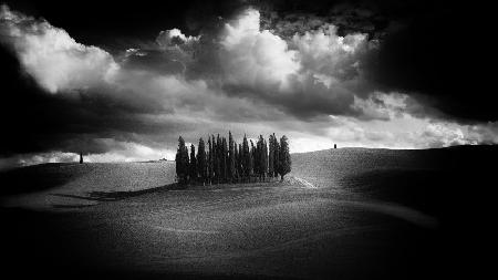 The cypresses