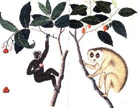 Study of Two Monkeys Hanging from a Branch