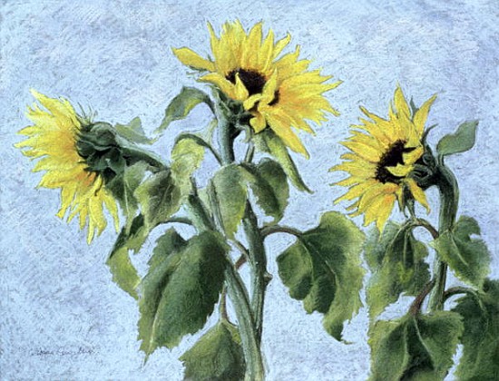 Sunflowers, 1996 (pastel)  from Cristiana  Angelini