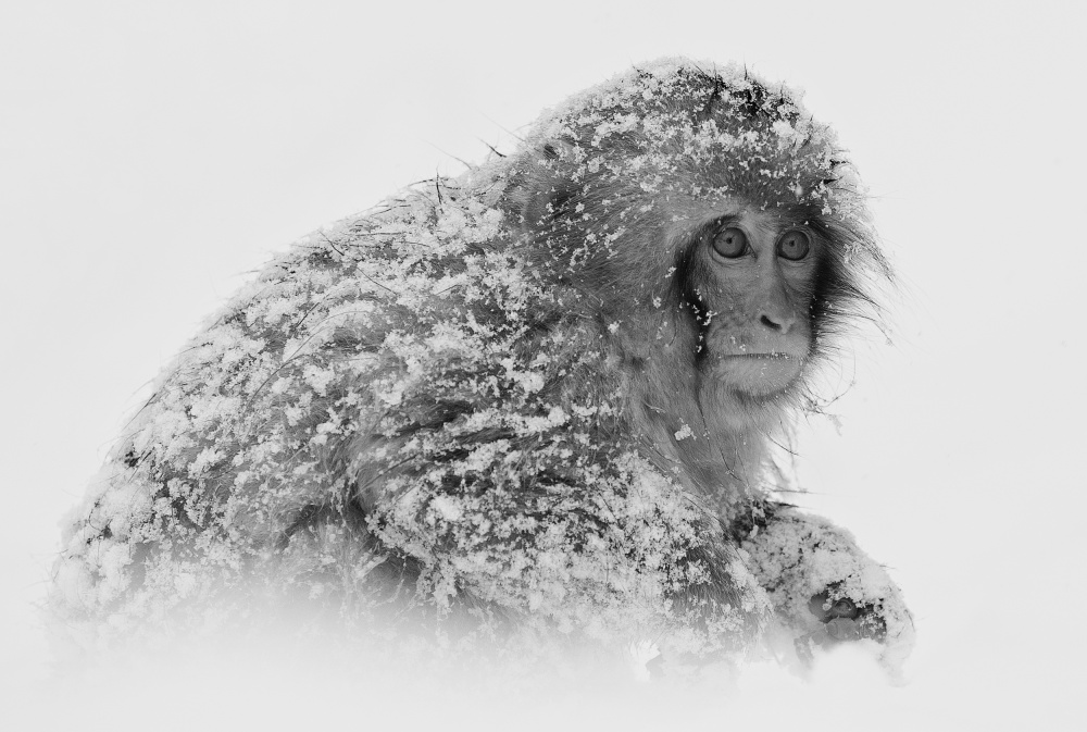 Snow Monkey from C.S. Tjandra