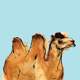 Horizontal Camel