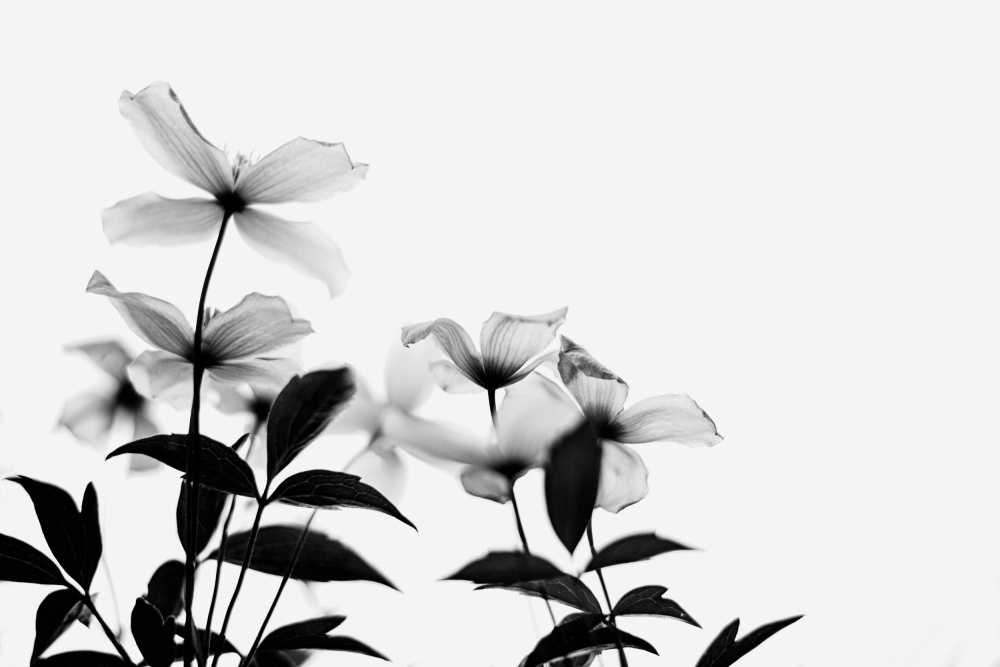 Clematis Blooms - High Key in Black and White from Dahlia Ambrose