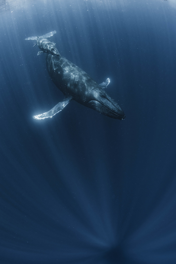 Mother and calf whale from Daisuke Kurashima