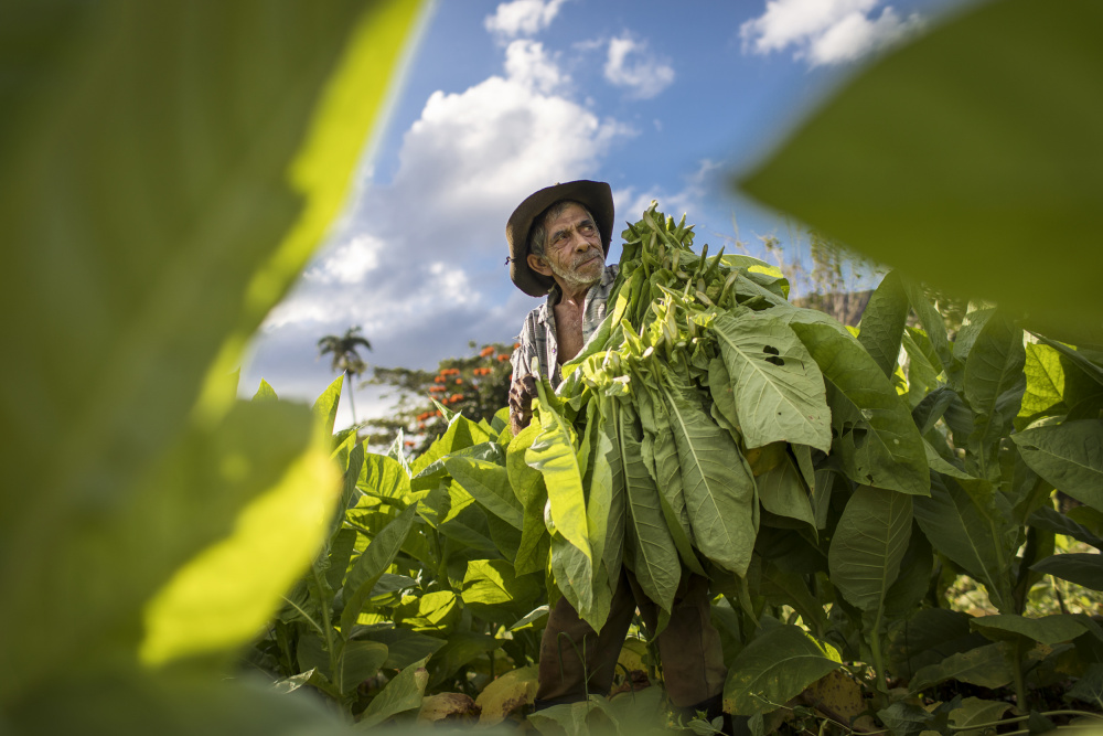 Tobacco harvesting - Vinales, Cuba from Dan Mirica