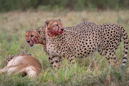 The Cheetahs Feast