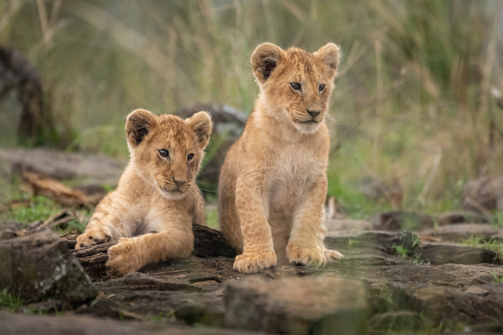 Little lion cubs from Daniel Katz
