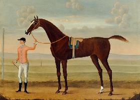 A Bay Racehorse with his Jockey on a Racecourse