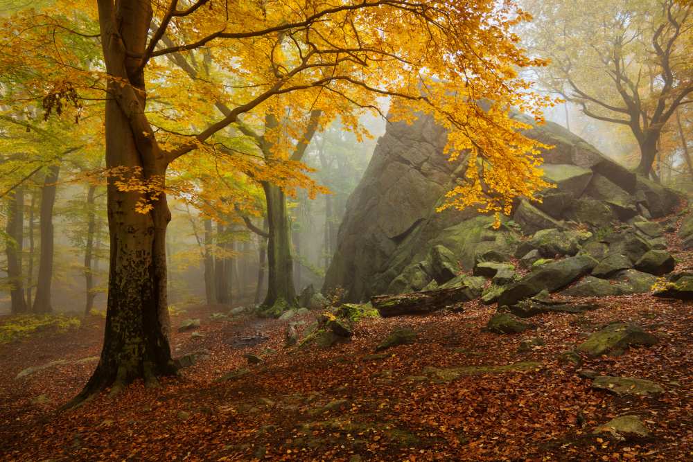 Autumn forest from Daniel Rericha