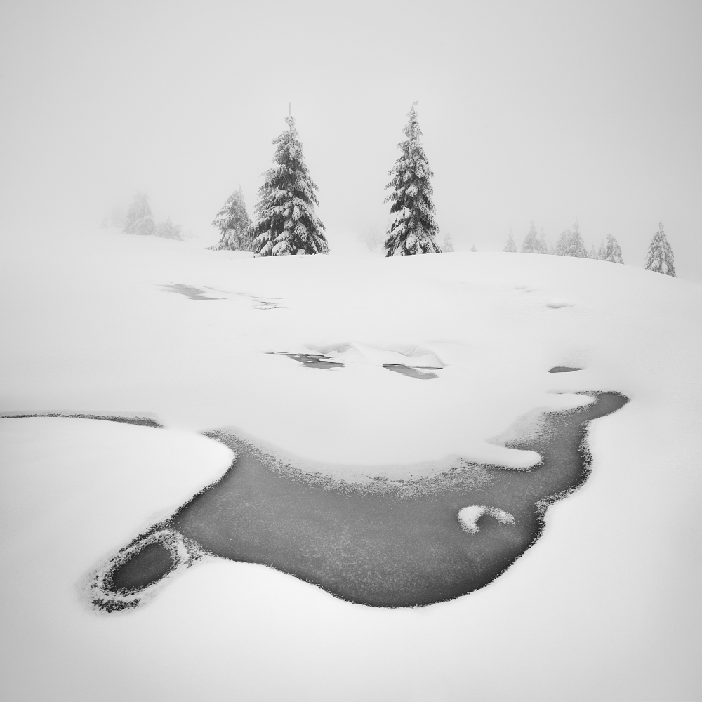 Frozen swamps from Daniel Rericha