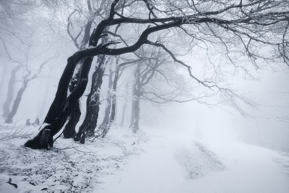 In the winter forest from Daniel Rericha