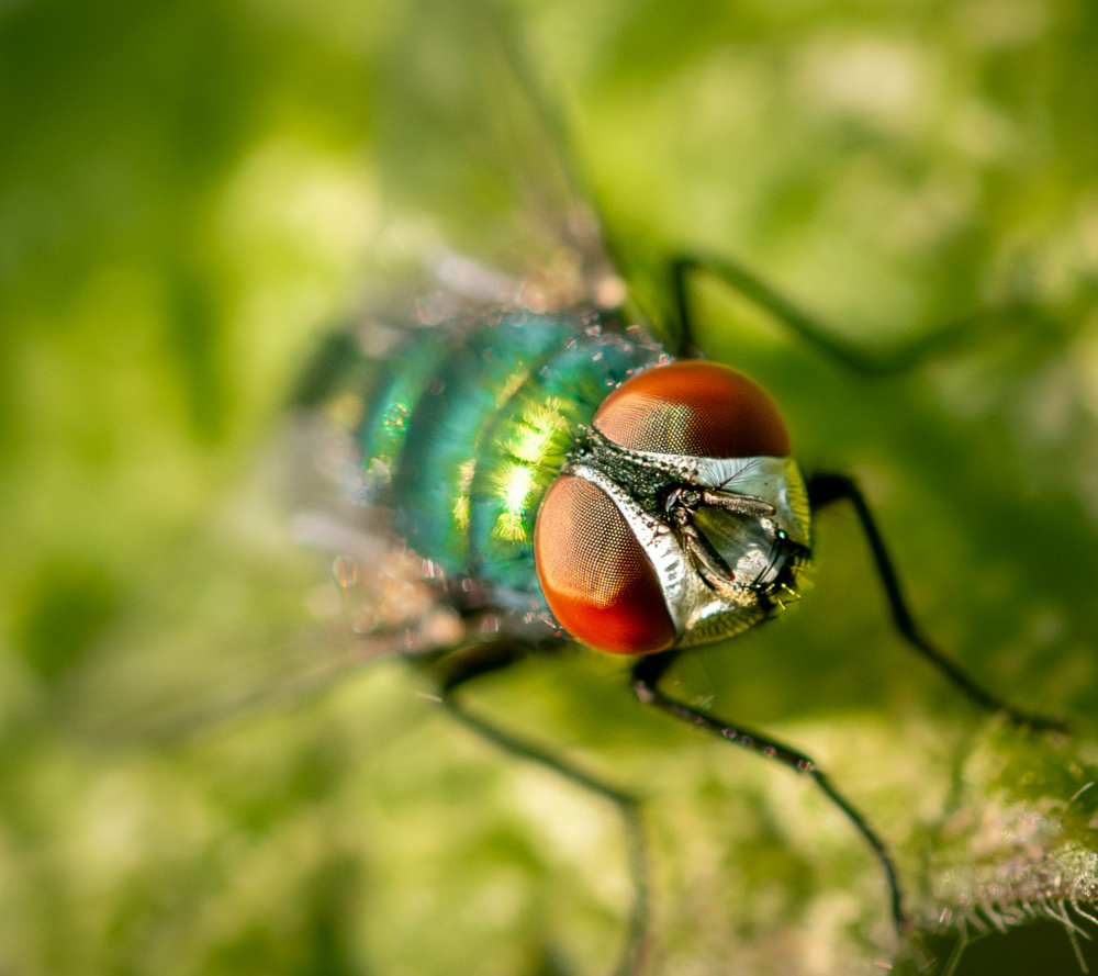 Greenbottle from Danny Mendoza
