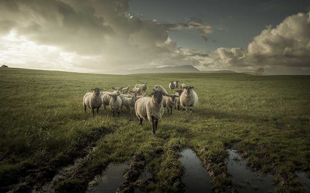Sheep from david ahern