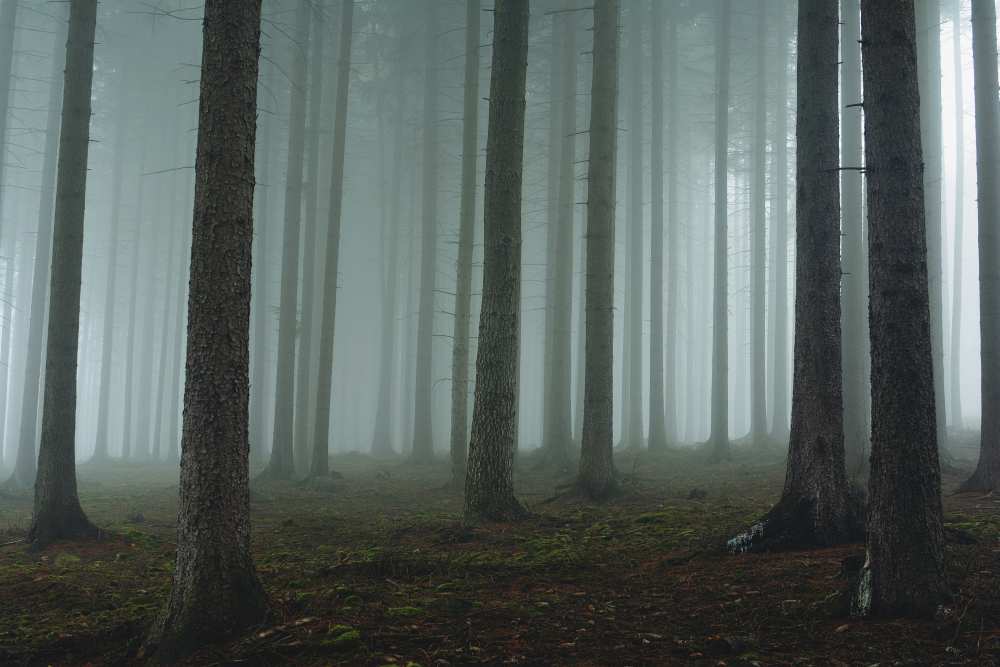 Foggy forest from David Charouz