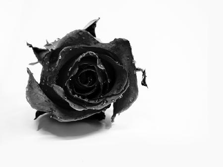 Rose Noir