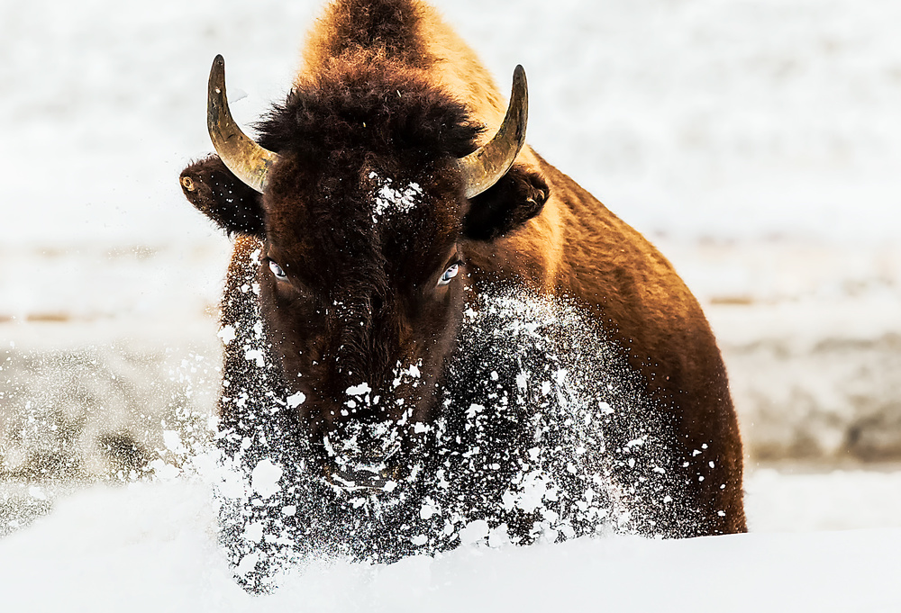 Bison in Action from David Hua