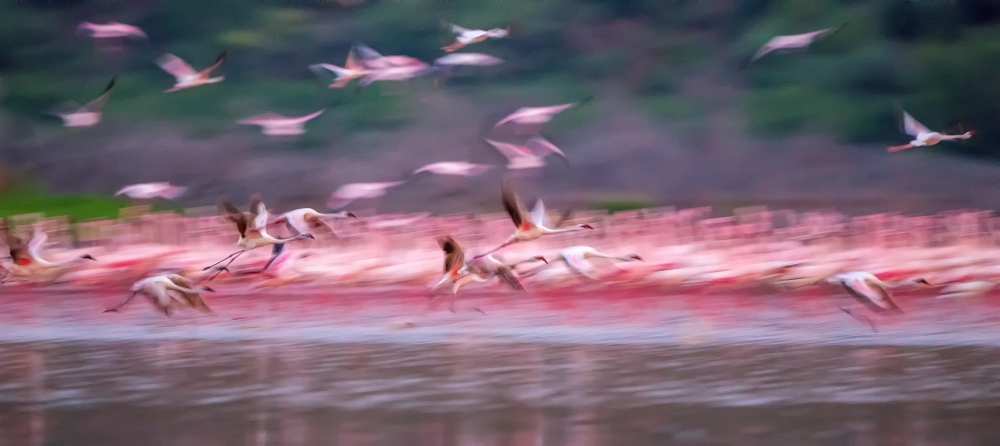 Flamingos in Dawn from David Hua