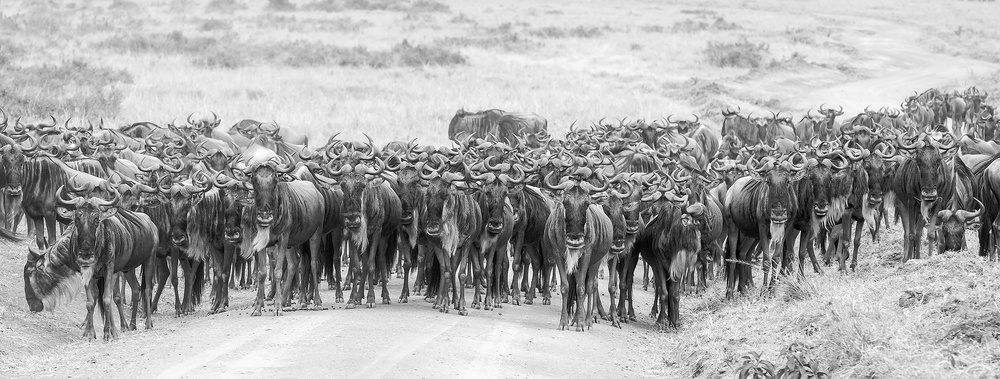 Wildebeests from David Hua
