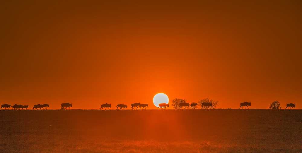 Wildebeests Walking in Golden Light from David Hua