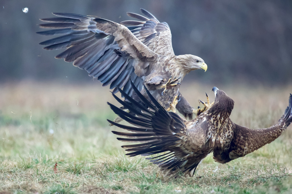 Eagle fights from David Manusevich