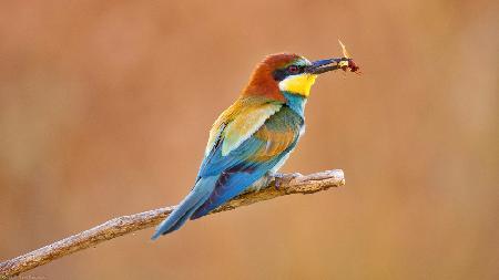 Bee-eater