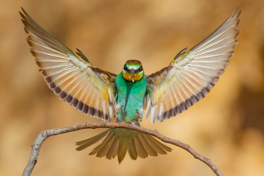 Bee-eater from David Manusevich