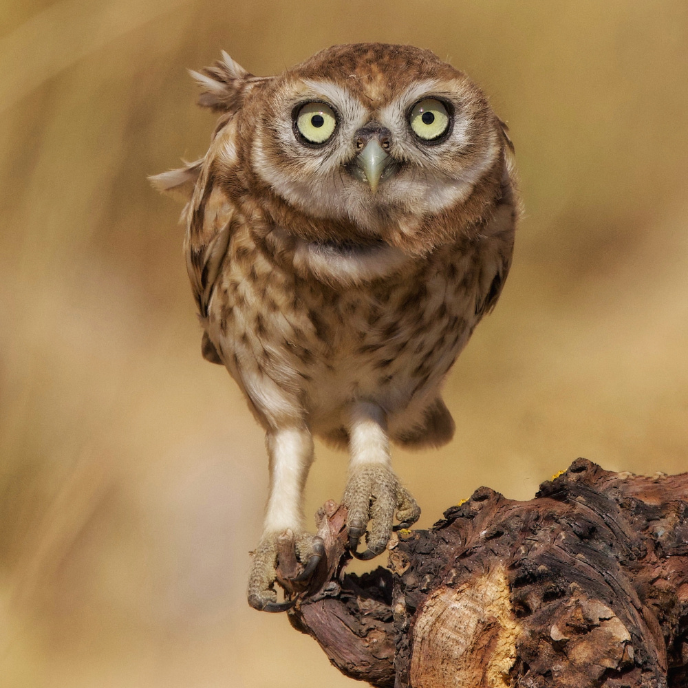 Little Owl from David Manusevich