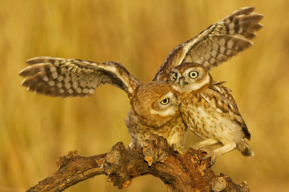 Little Owls from David Manusevich