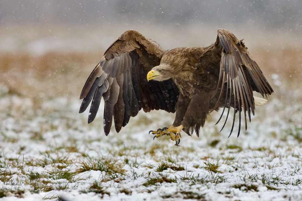 White-tailed eagle from David Manusevich