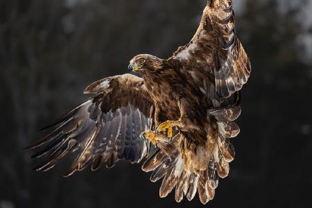 The golden eagle soared on its wings