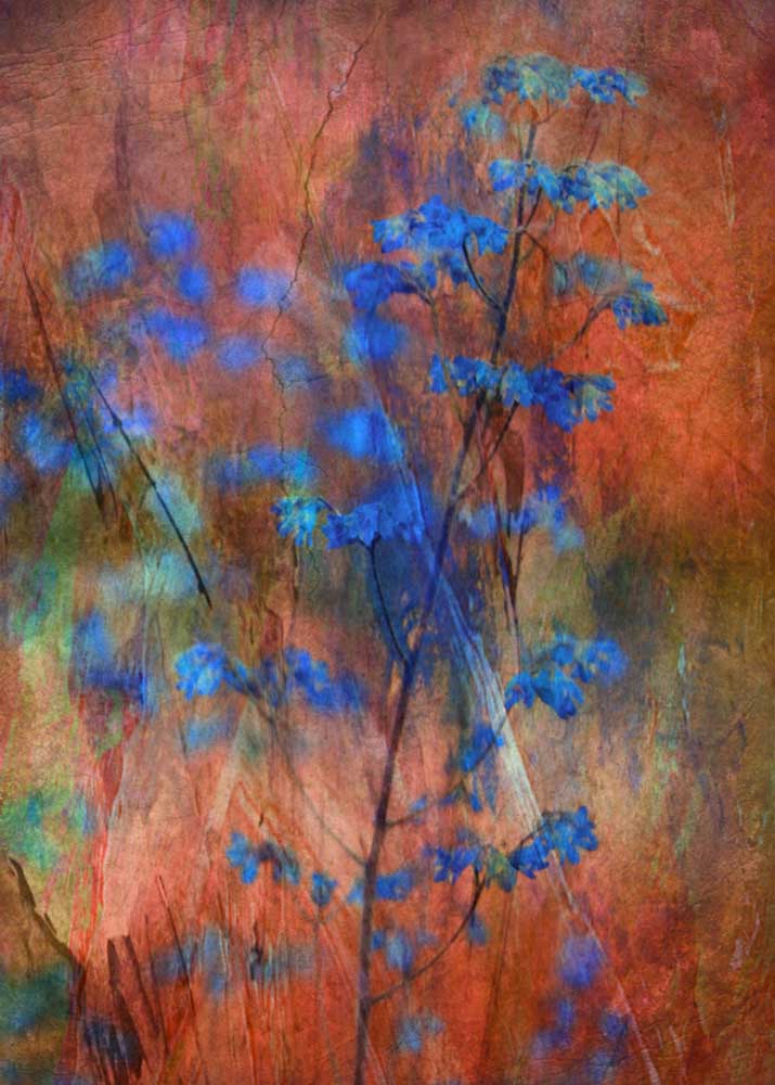 Colors Dance on Flowers from Delphine Devos