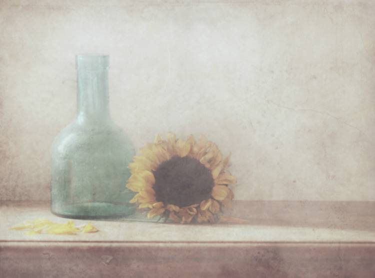 Sunflower from Delphine Devos