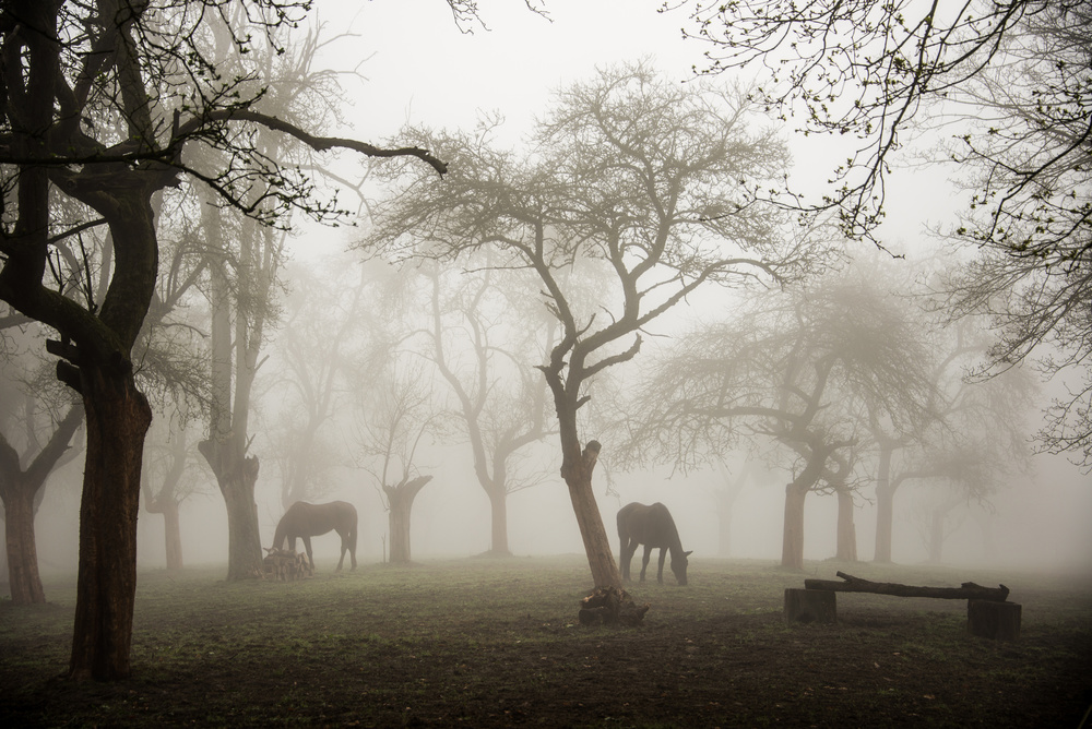 Horses in a foggy orchard from Denisa VLAICU