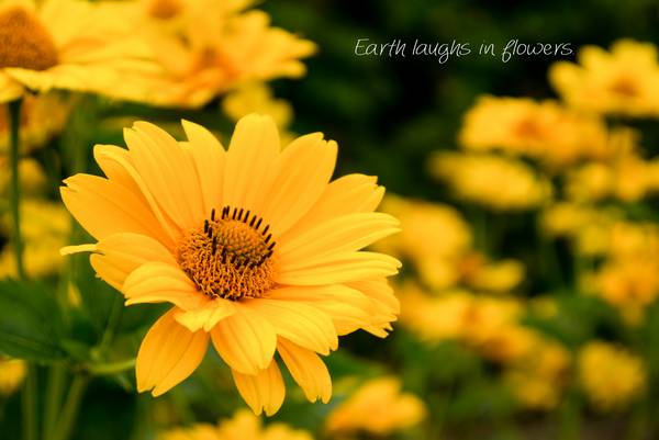 Earth laughs in flowers from Dennis Wetzel