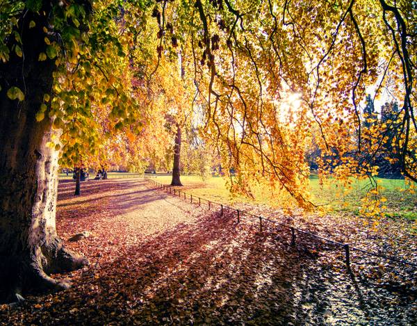 Farbenprächtiger Herbstbaum im Sonnenlicht in Leipzig from Dennis Wetzel