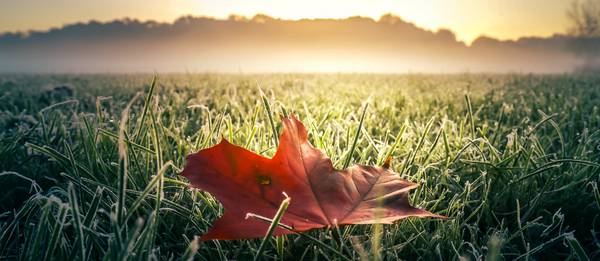 Rotes Herbstblatt auf grüner frostiger Wiese mit Nebel und Sonne from Dennis Wetzel