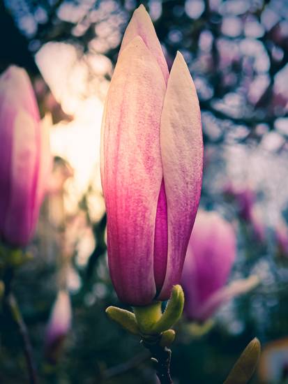 Blüte eines Magnolienbaumes im Sonnenschein