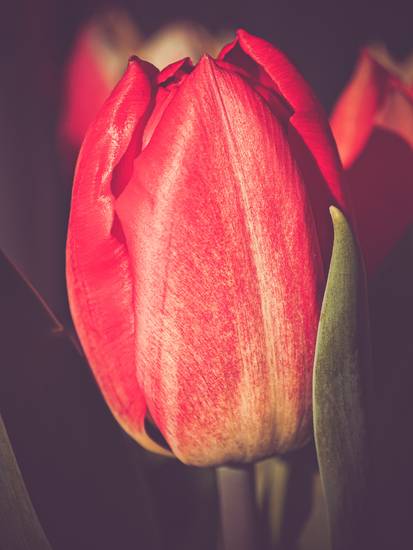 Rote Tulpe Bild 1