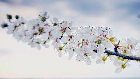 Kirschblüten Zweig.jpg (5722 KB) 