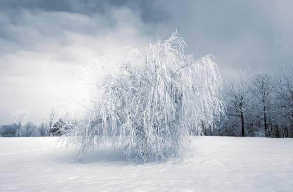 Wintertraum. Trauerweide mit Schnee bedeckt.jpg (13224 KB)  from Dennis Wetzel