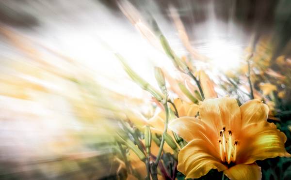 Yellow Flowers from Dennis Wetzel