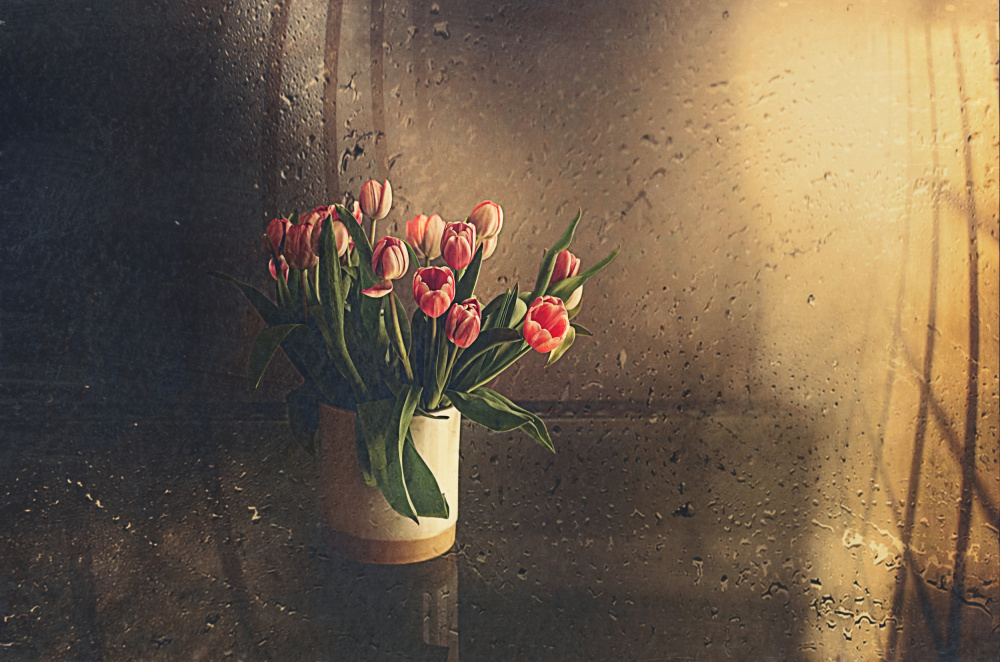 tulips in the room from Desislava Ignatova