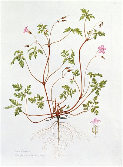 Herb Robert (w/c on paper)  from Diana  Everett