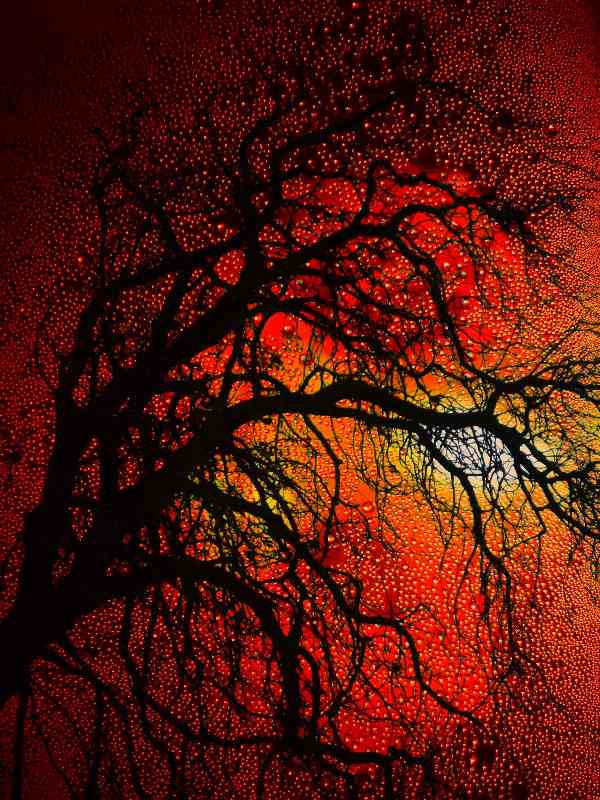 Sunset Tree from Christophe Didillon