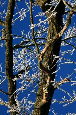 Baum bei Minus 8 Grad from Dieter Ritter