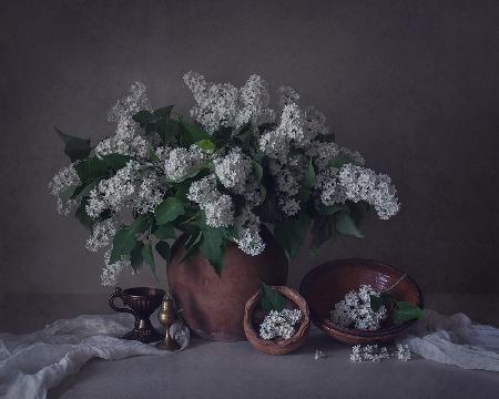 Still life with white lilac